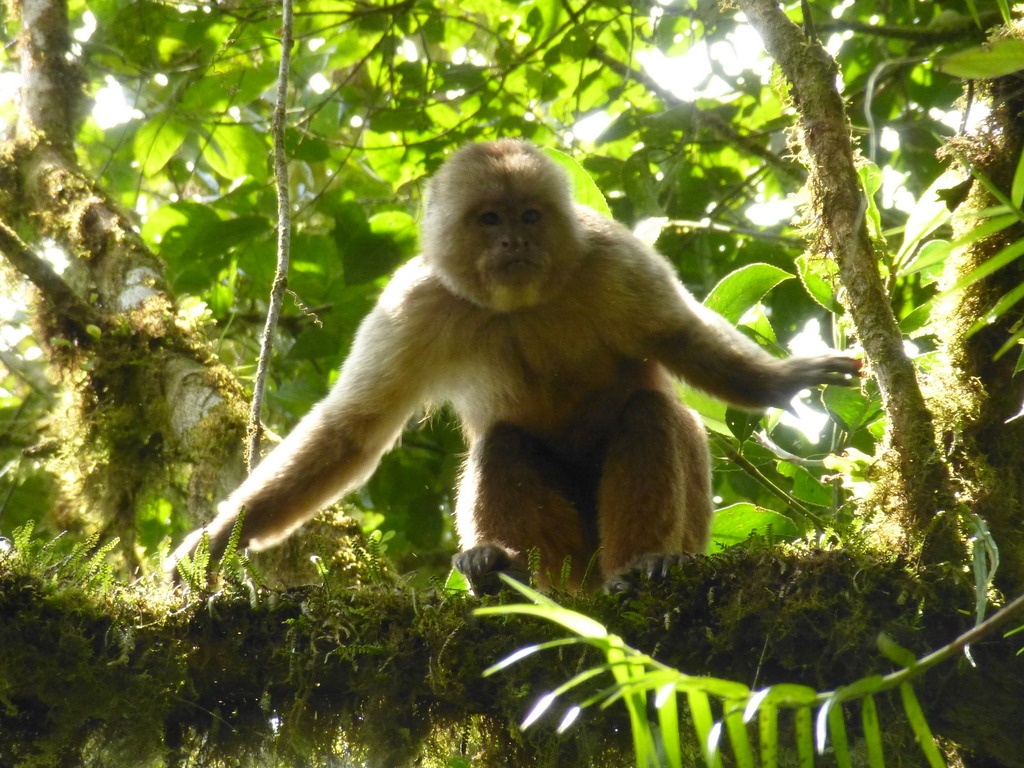 Mono Capuchino que hemos observado en Casa Divina.
